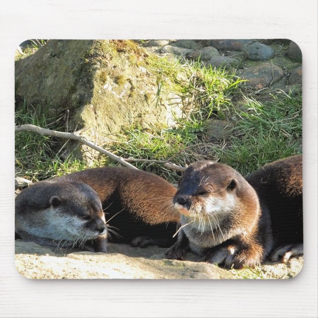 TAPIS DE SOURIS OTTERS (Devant)