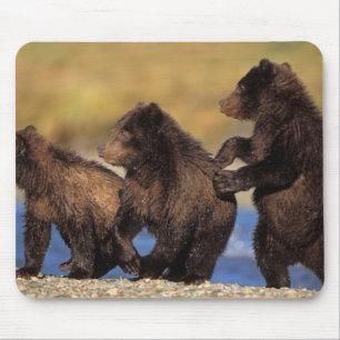 Tapis De Souris ours brun, Ursus arctos, grizzli, Ursus