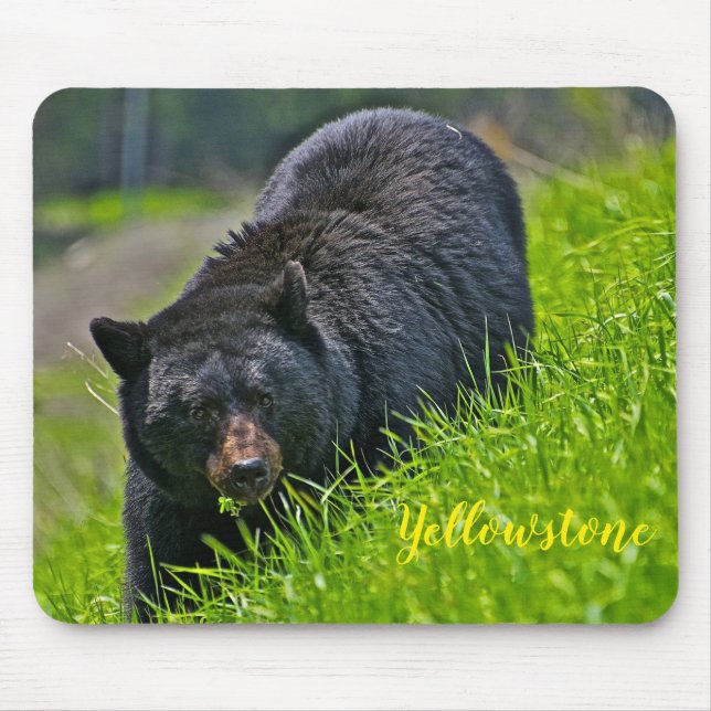 Tapis De Souris Ours noir de Protection-Yellowstone de souris (Devant)