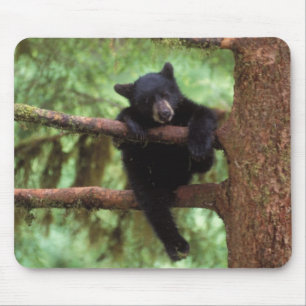 Tapis De Souris ours noir, Ursus americanus, ourson dans un arbre