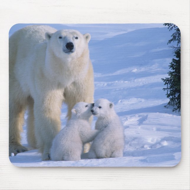 Tapis De Souris Ours polaire femelle debout avec 2 oursons (Devant)