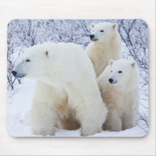 Tapis De Souris Ours polaires et deux oursons