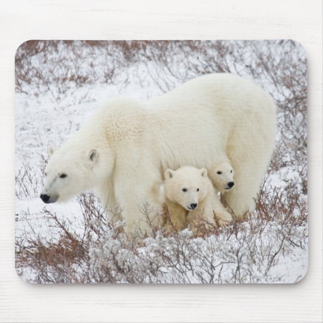 Tapis De Souris Ours polaires femelle et deux oursons (Devant)
