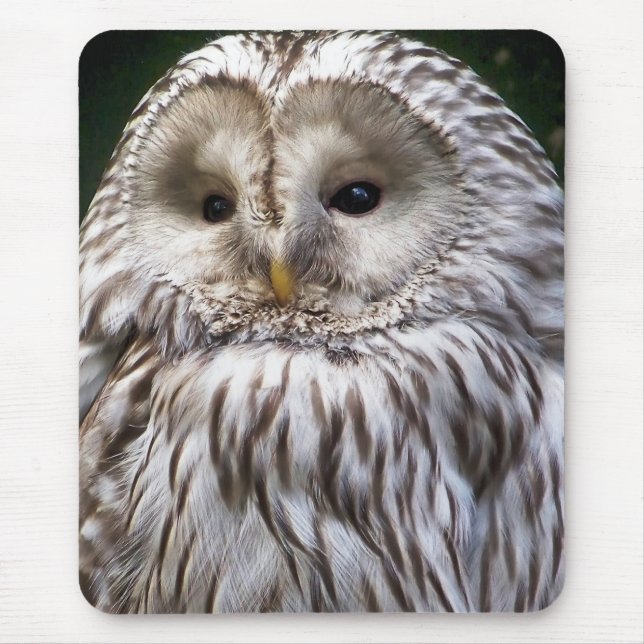 TAPIS DE SOURIS OWLS (Devant)