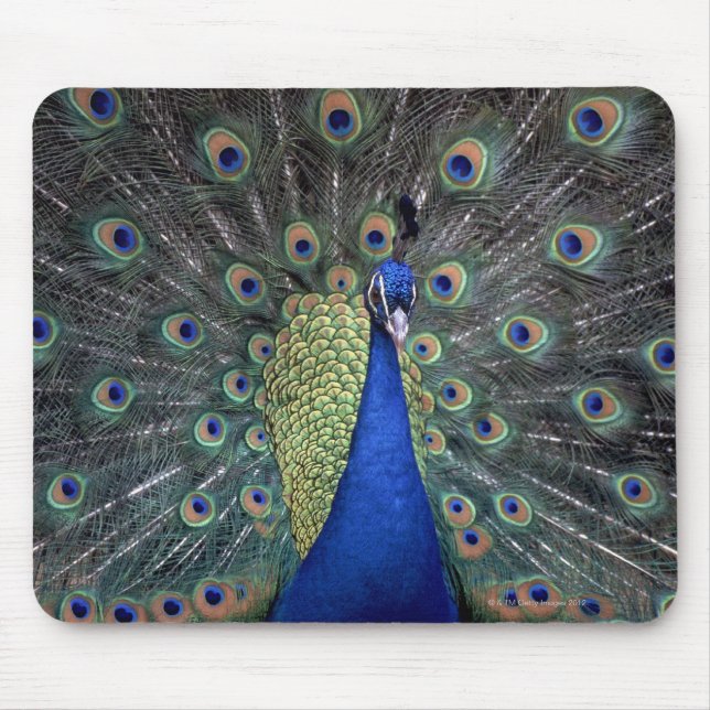 Tapis De Souris Pacock (Devant)