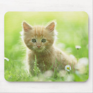 Tapis De Souris Pad-Kitten