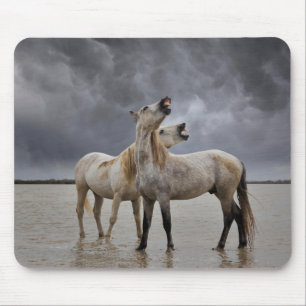 Tapis De Souris Paire d'étalons de chevaux de Camargue, sud de la