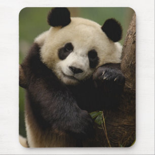 Tapis De Souris Panda géant Ailuropoda melanoleuca) Famille