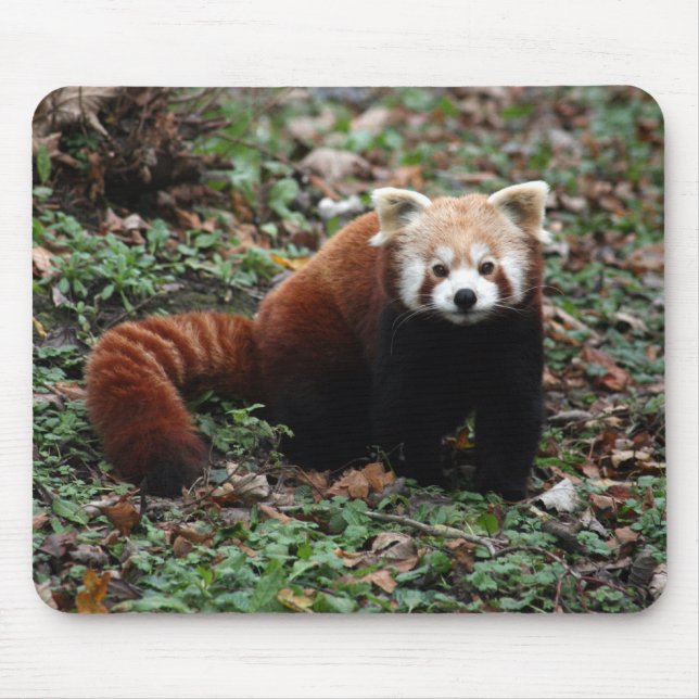 Tapis De Souris Panda rouge (Devant)