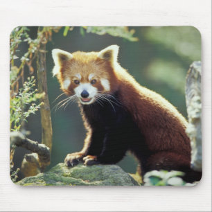 Tapis De Souris Panda rouge Ailurus fulgens)