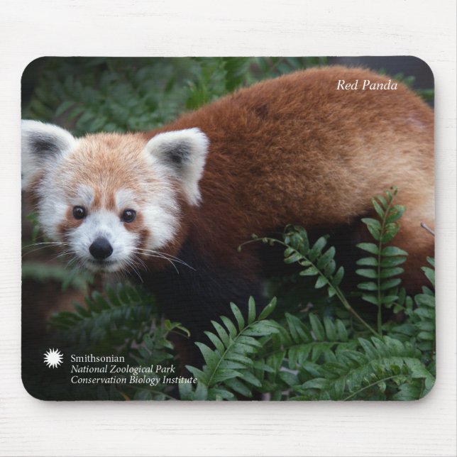 Tapis De Souris Panda rouge de Smithsonien | (Devant)