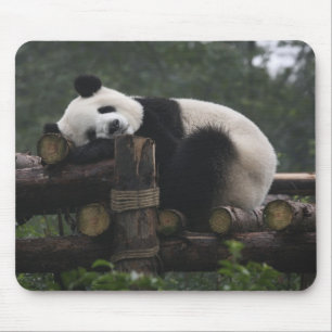 Tapis De Souris Pandas géants au centre de protection des pandas g