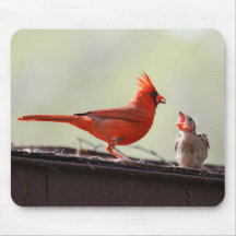 Papa et Baby Cardinal 1