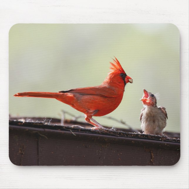 Tapis De Souris Papa et Baby Cardinal 1 (Devant)