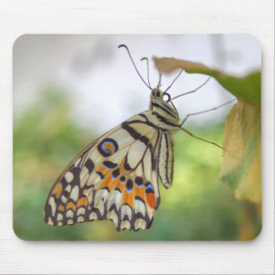 Tapis De Souris Papilio demoleus