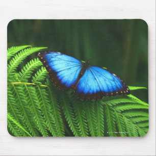 Tapis De Souris papillon