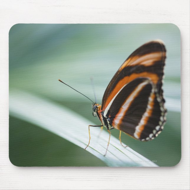 Tapis De Souris Papillon à longue aile Zebra (Devant)