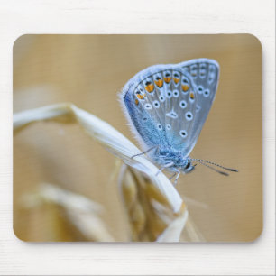 Tapis De Souris papillon, bleu commun, insecte