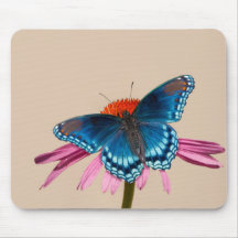 Papillon bleu sur coneflower