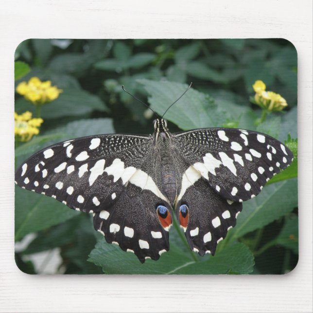 Tapis De Souris Papillon de citron vert et fleurs Mousepad (Devant)