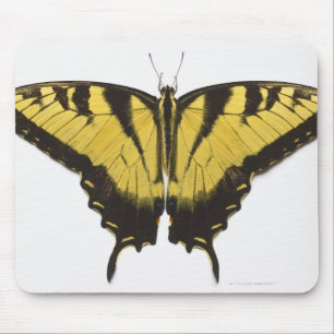 Tapis De Souris Papillon de l'épaisse queue de tigre occidentale