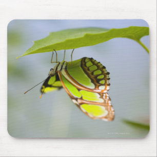 Tapis De Souris Papillon de malachite sur la feuille