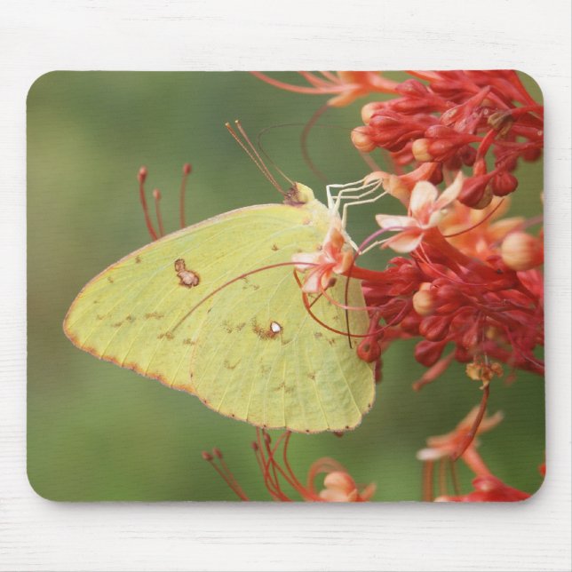 Tapis De Souris Papillon de soufre sans nuages (Devant)