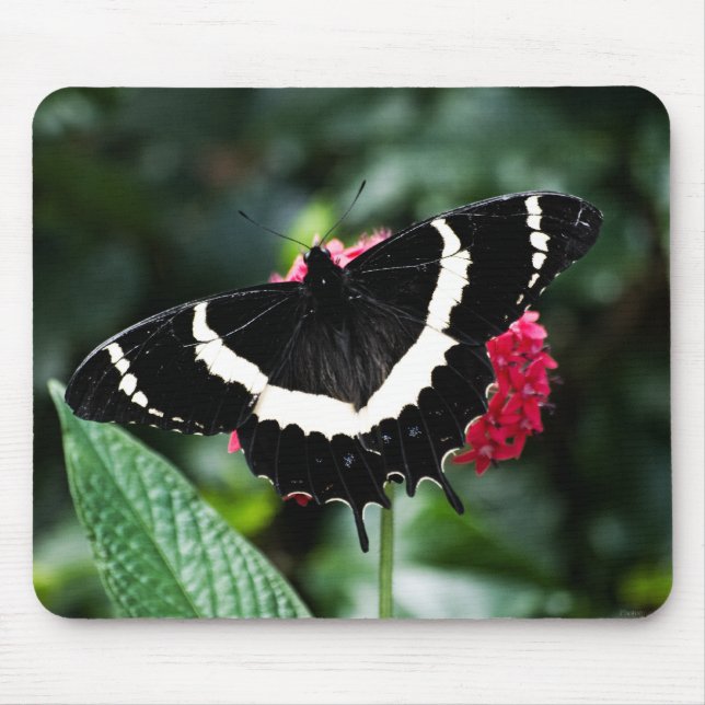 Tapis De Souris Papillon Lolipop Mousepad (Devant)