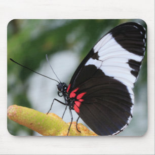 Tapis De Souris Papillon long dorsal