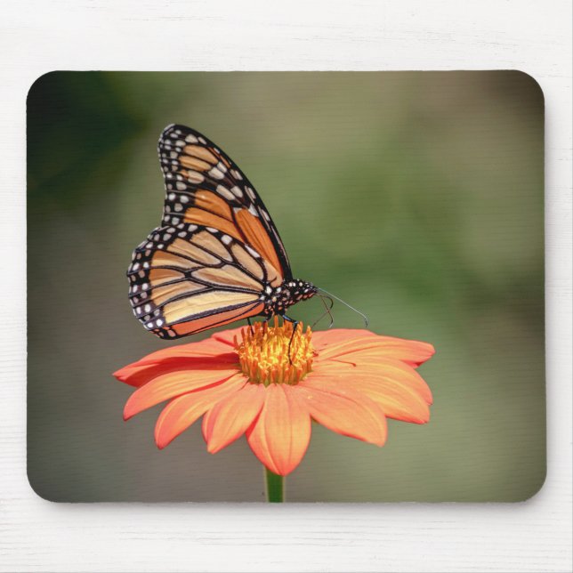 Tapis De Souris Papillon Monarque sur une fleur d'orange (Devant)