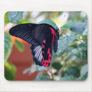 Tapis De Souris Papillon mormon écarlate