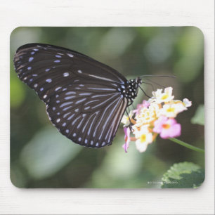Tapis De Souris Papillon noir et bleu sur la fleur