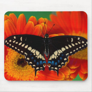 Tapis De Souris Papillon noir Swallowtail sur Gerberia Daisy