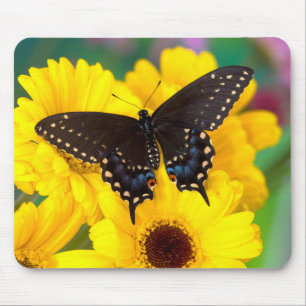 Tapis De Souris Papillon Papilio polyxenes