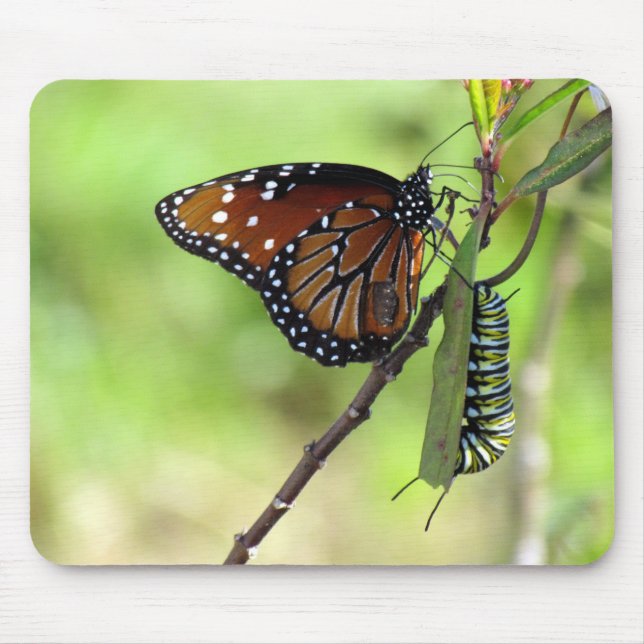 Tapis De Souris Papillon Queen et papillon Monarque Caterpillar (Devant)