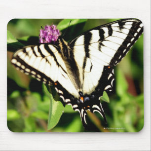 Tapis De Souris Papillon Tiger Swallowtail. Papilio glacus.