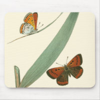 Papillons colorés qui se drapent autour d'une feui