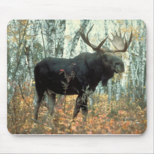 Tapis De Souris Parc animalier de Moose Forest Trees
