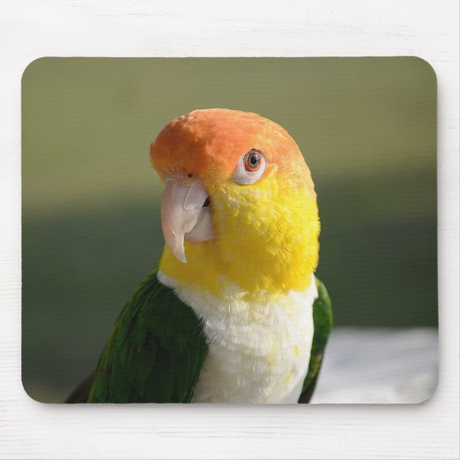 Tapis De Souris Parrot caïque à ventre blanc mou (Devant)