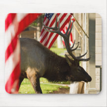 Patriotique Bull Elk