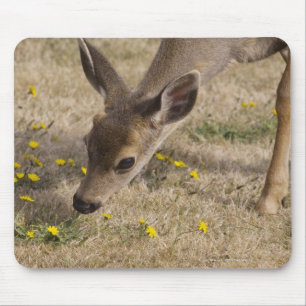 Tapis De Souris Pâturage à queue noire de cerfs communs (hemionu