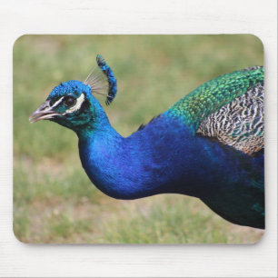 Tapis De Souris Pavé de souris Peacock