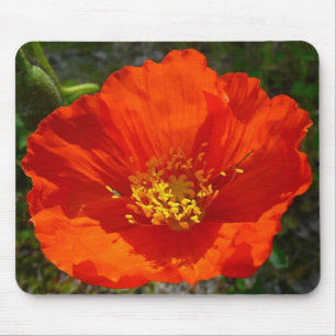 Tapis De Souris Pavot rouge de l'Alaska Fleur colorée
