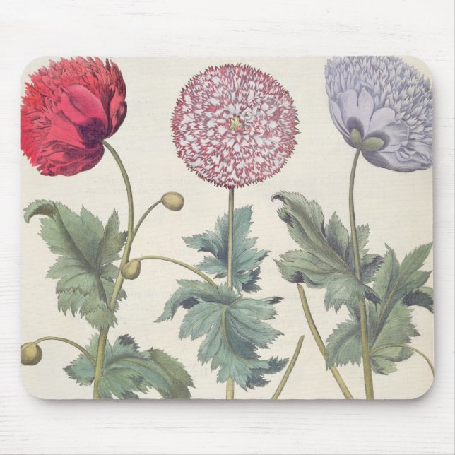 Tapis De Souris Pavots : rubicundis multiplex des albumoris (Devant)