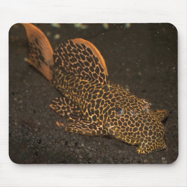 Tapis De Souris Peckoltia Compta (Devant)