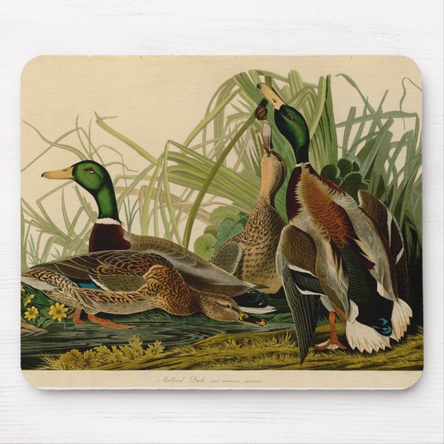 Tapis De Souris Peinture d'oiseaux de Mallard Duck Audubon (Devant)