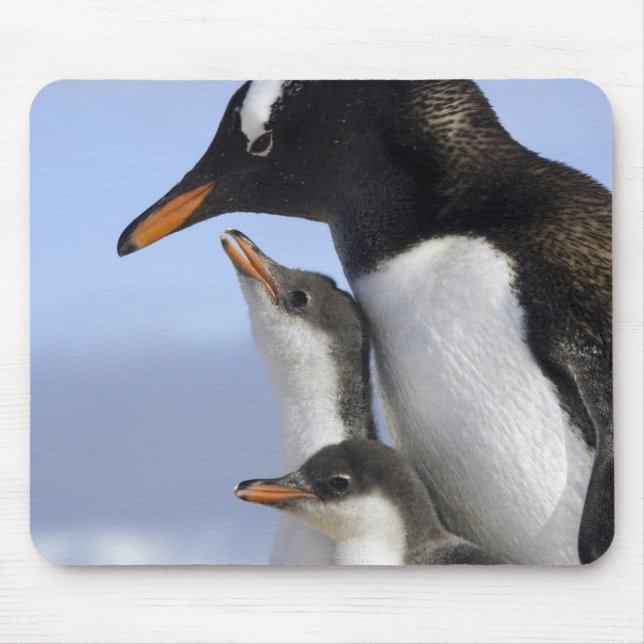 Tapis De Souris Péninsule Antarctique, Neko Harbour, Gentoo (Devant)