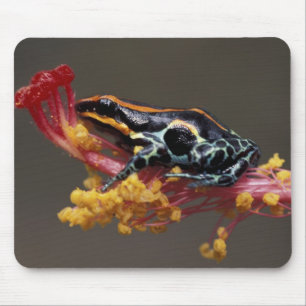 Tapis De Souris Pérou, Forêt tropicale péruvienne. Grenouille flèc