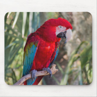 Tapis De Souris Perroquet