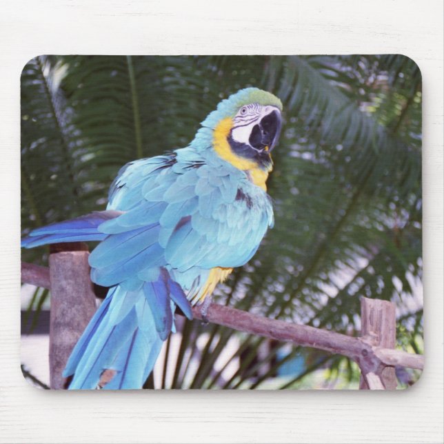 Tapis De Souris perroquet bleu (Devant)